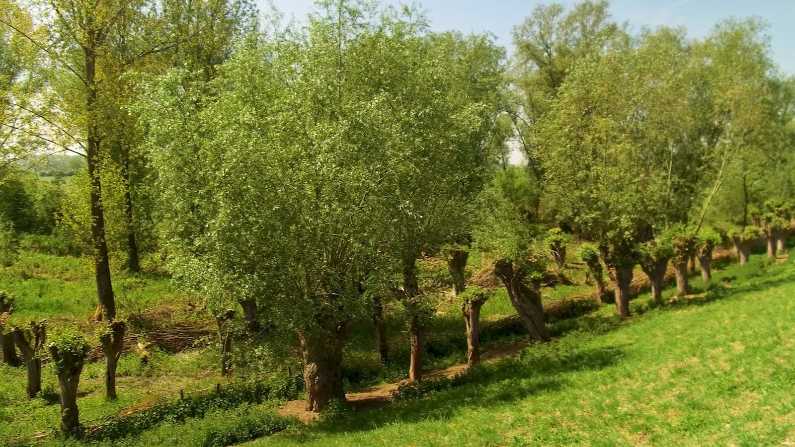 Rijnstrangen
